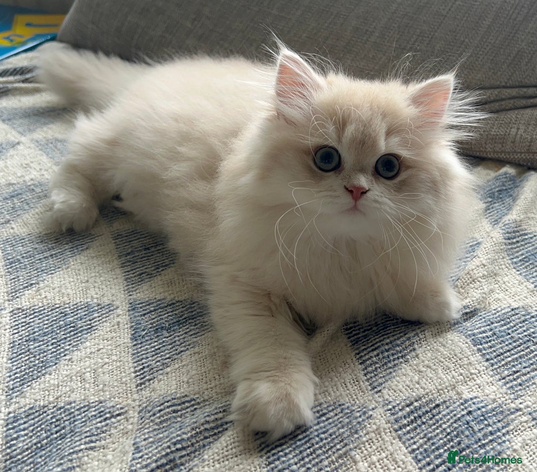 British Longhair cats for sale: Lilac golden shaded kittens (cy12) - Image 6