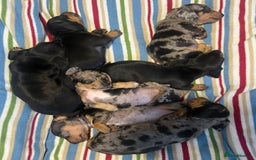 Miniature Dachshund dogs for sale: ✅Adorable nice Mini dachshund for sale✅✅ - Image 4