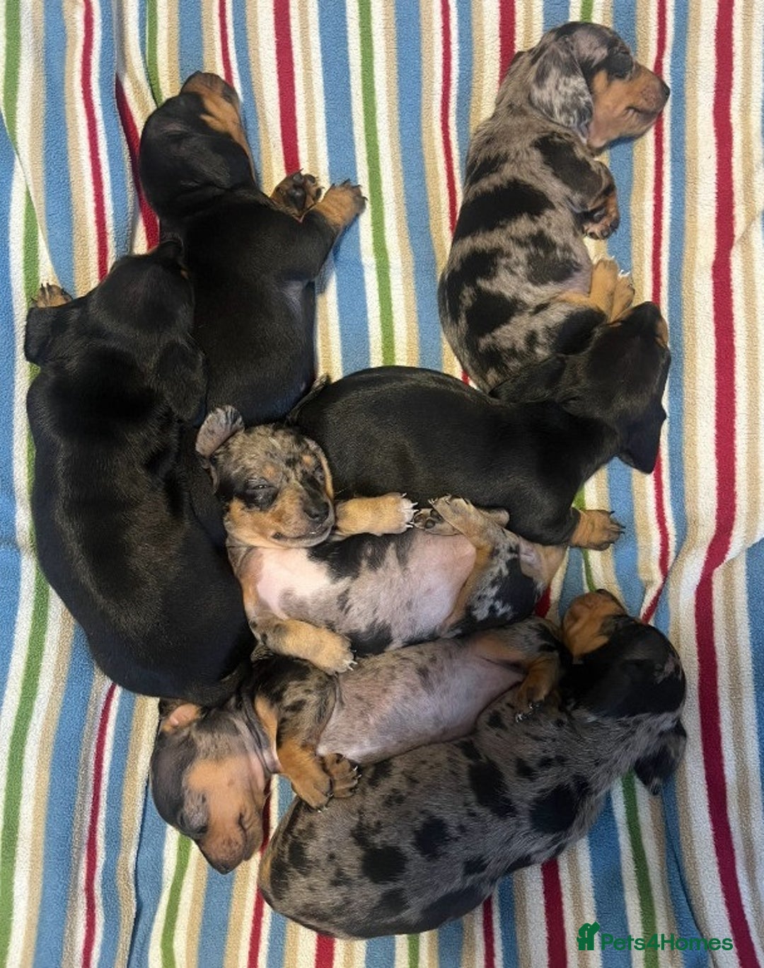 Miniature Dachshund dogs for sale: ✅Adorable nice Mini dachshund for sale✅✅ - Image 4