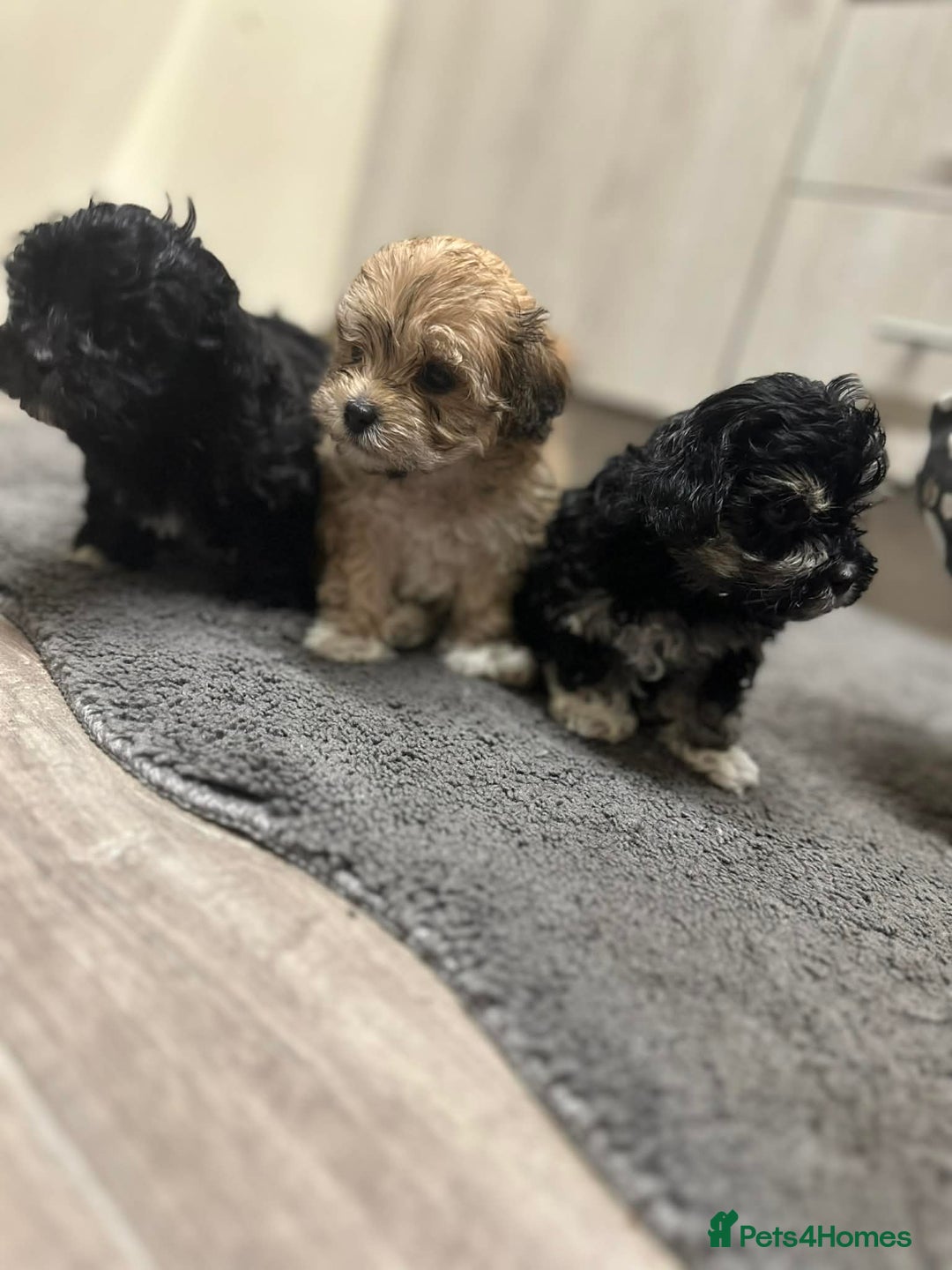 Mixed Breed dogs for sale: Stunning maltipoos  - Advert 14