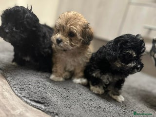 Mixed Breed dogs READY TO LEAVE maltipoos - Advert 6