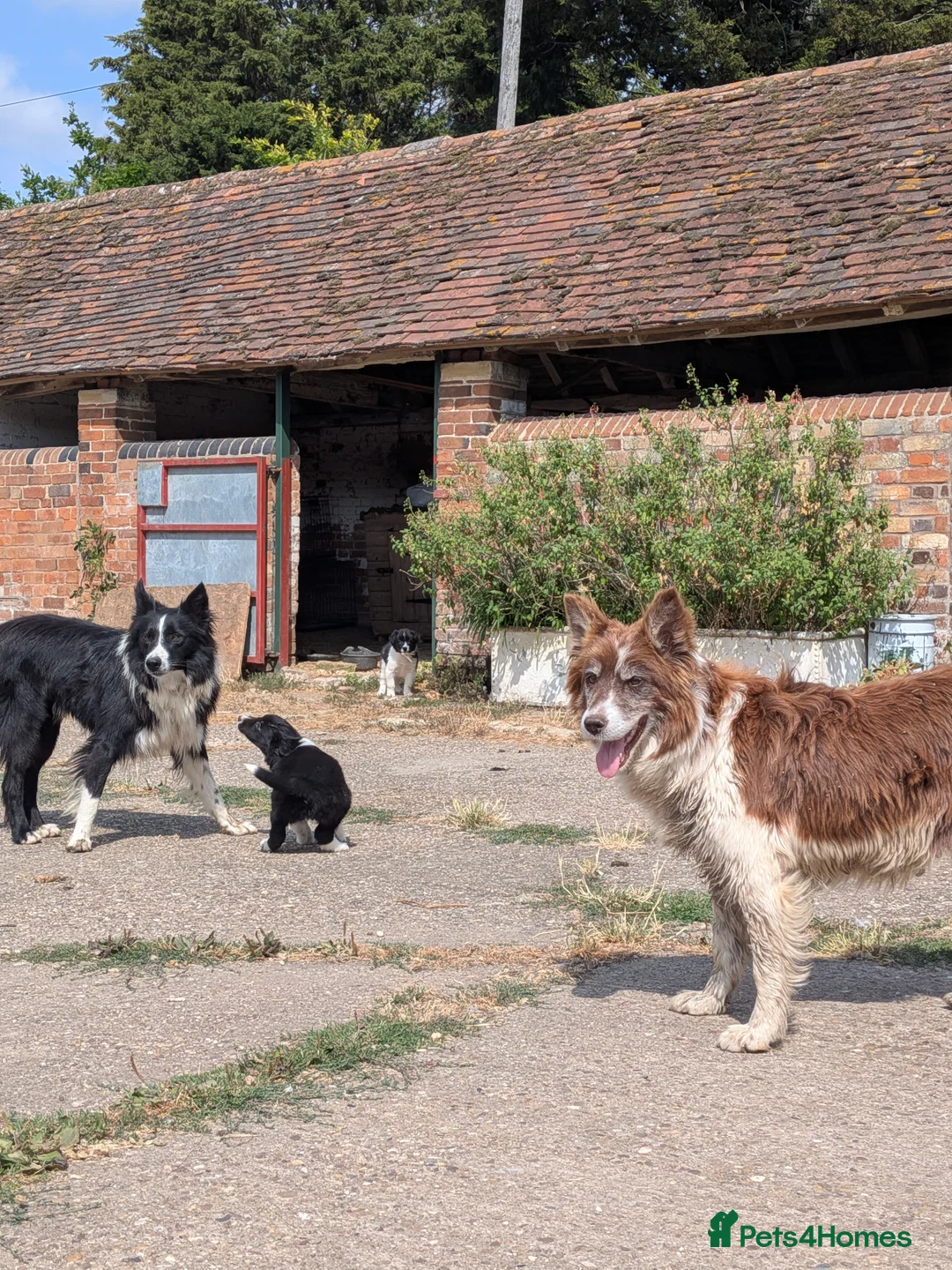 Border Collie dogs for sale: Border Collie Puppies for sale - Advert 2