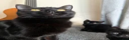 Maine Coon cats for sale: Main coon x Bombay cat in Shipston-on-Stour - Advert 4