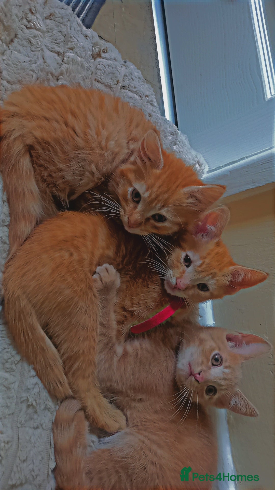 Bengal cats 3 Beautiful Male Bengal X Kittens - Advert 6