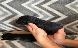 Cockapoo dogs for sale: Cockapoo puppys - Image 14