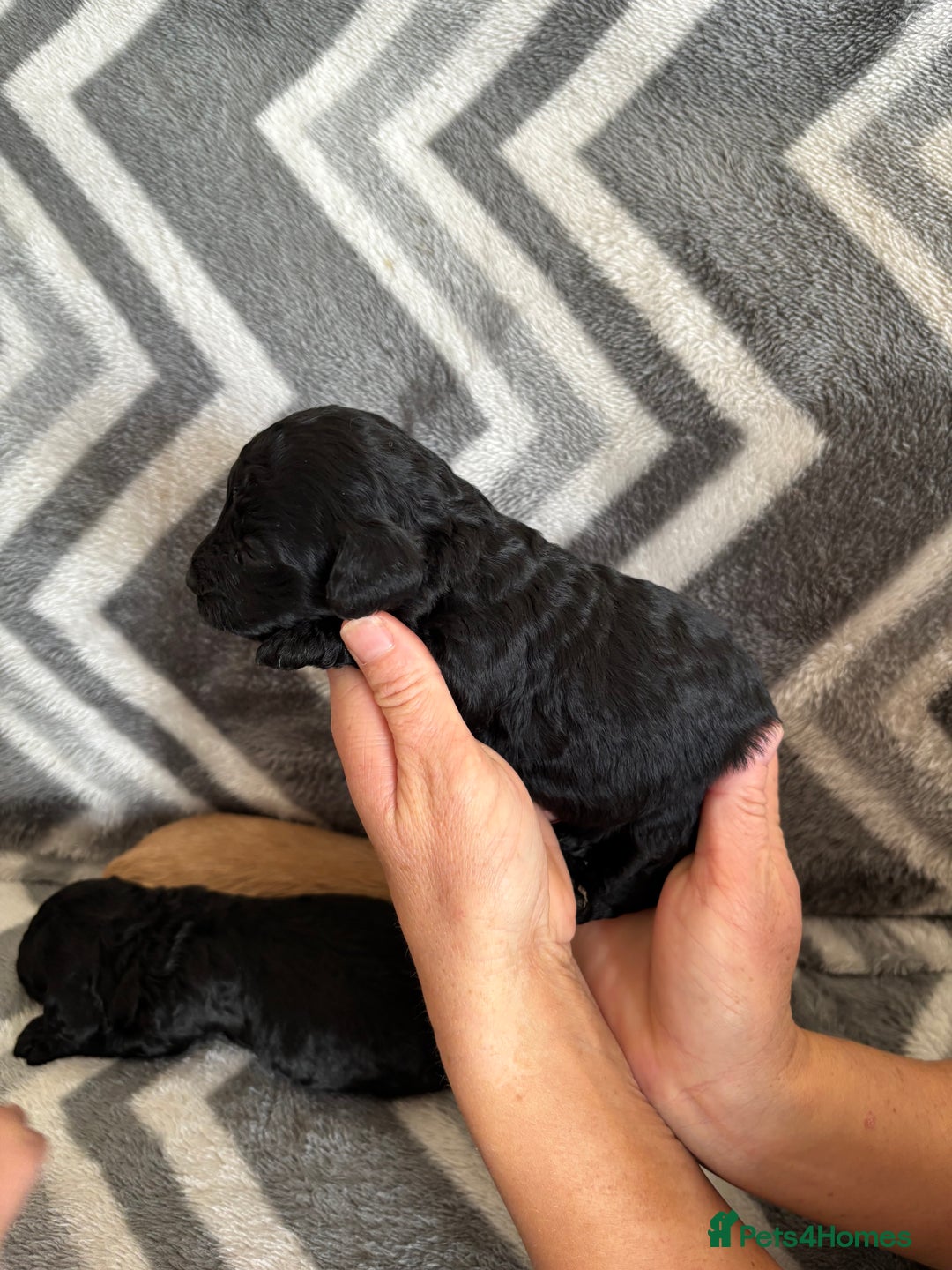 Cockapoo dogs for sale: Cockapoo puppys - Image 14