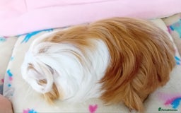 Guinea Pig rodents for sale: Baby Sheltie Sows/ Retired PE Self Golden Sow - Image 4