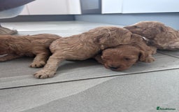 Miniature Poodle dogs for sale: Miniature poodle - Image 21