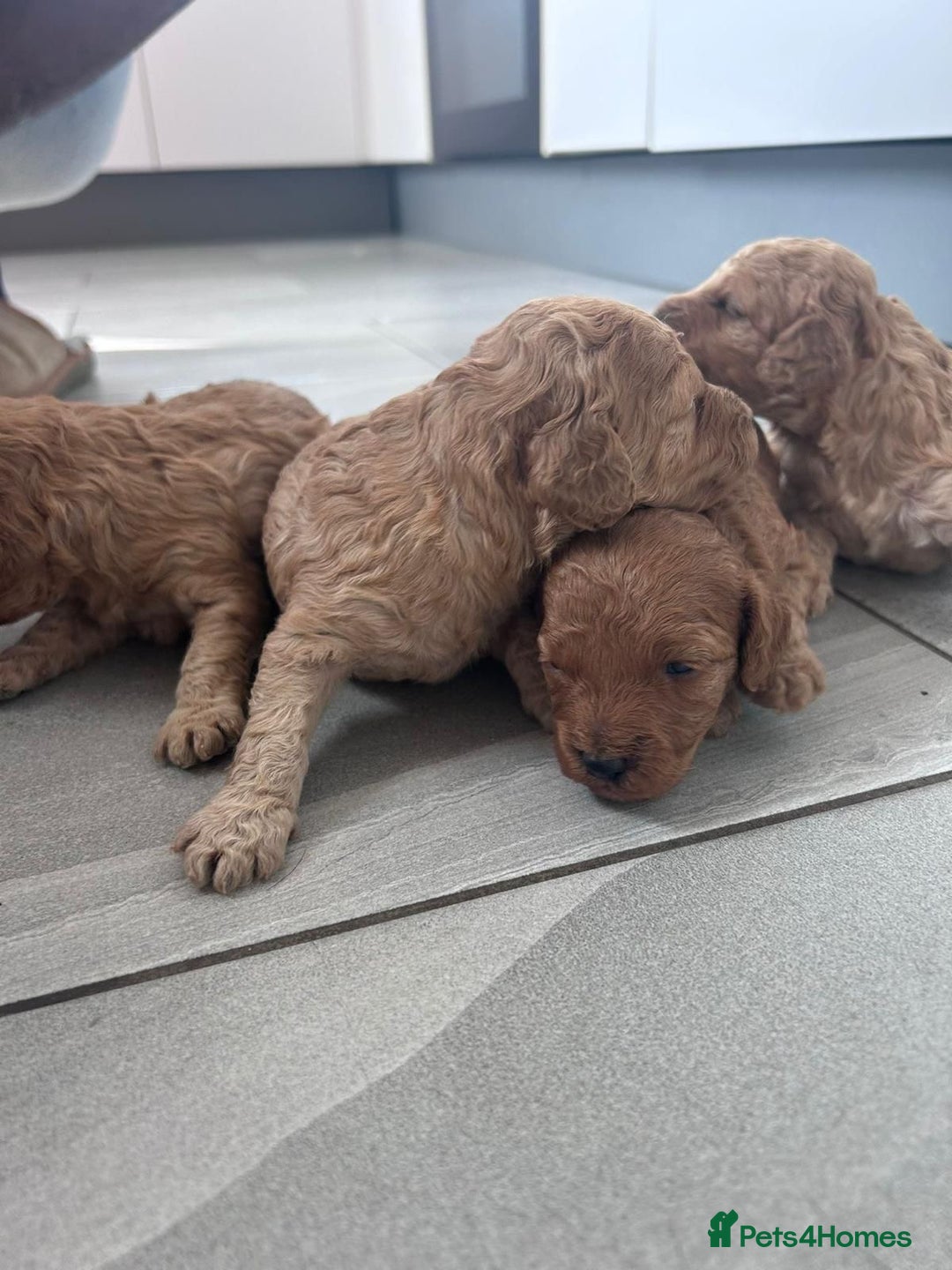 Miniature Poodle dogs for sale: Miniature poodle - Image 21