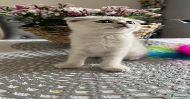 Scottish Fold cats - Advert 10
