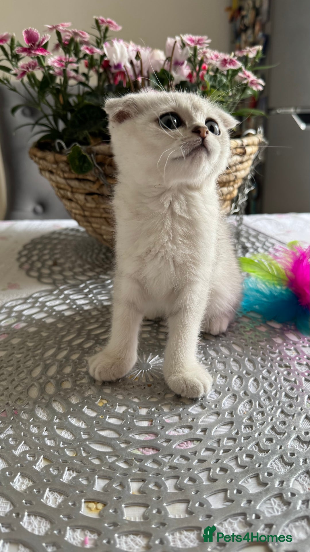 Scottish Fold cats for sale: 2 Scottish Girls  - Image 2