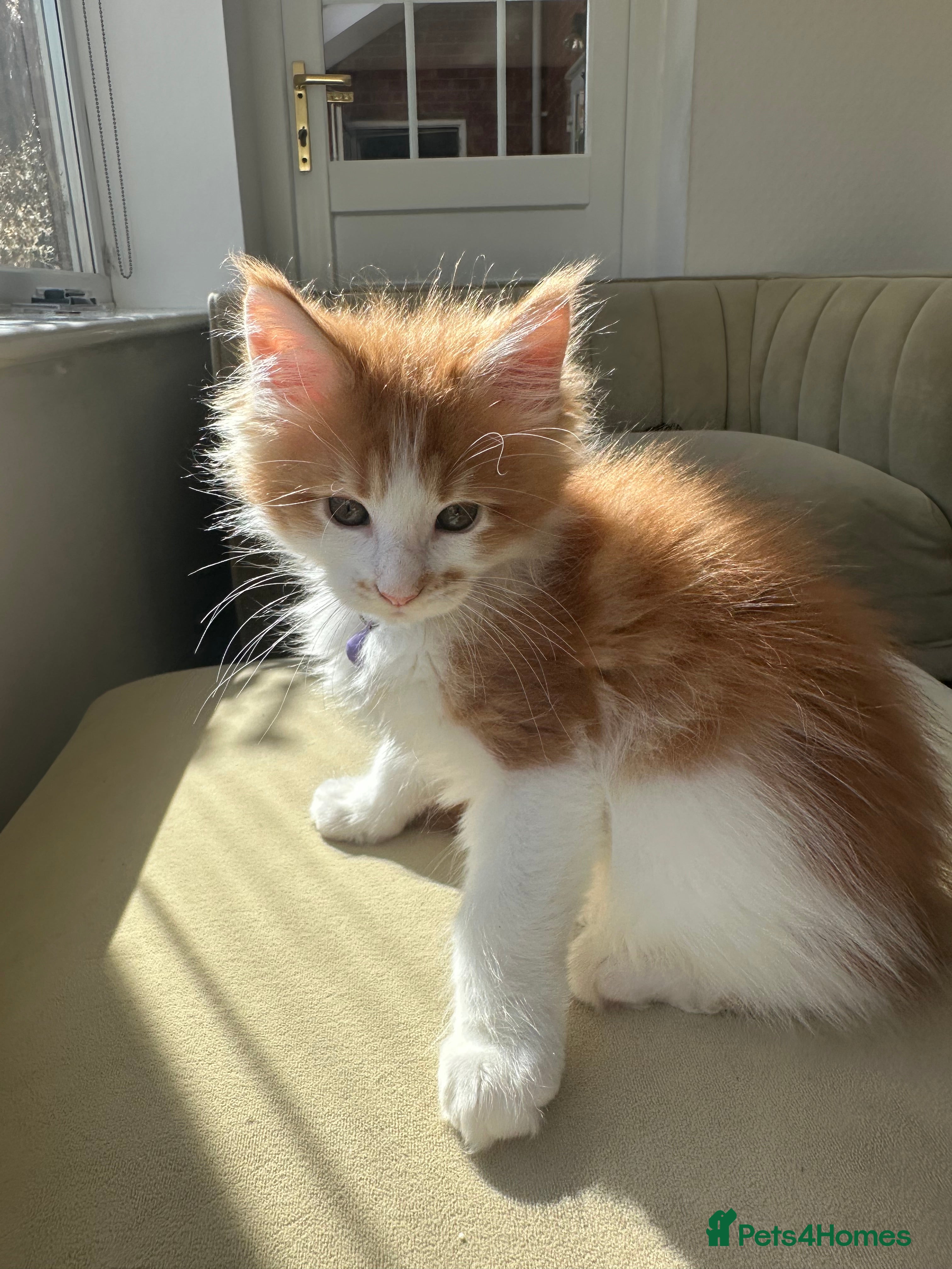 Maine Coon cats Maine Coon Kittens, beautiful colours - 8 wks - Advert 2