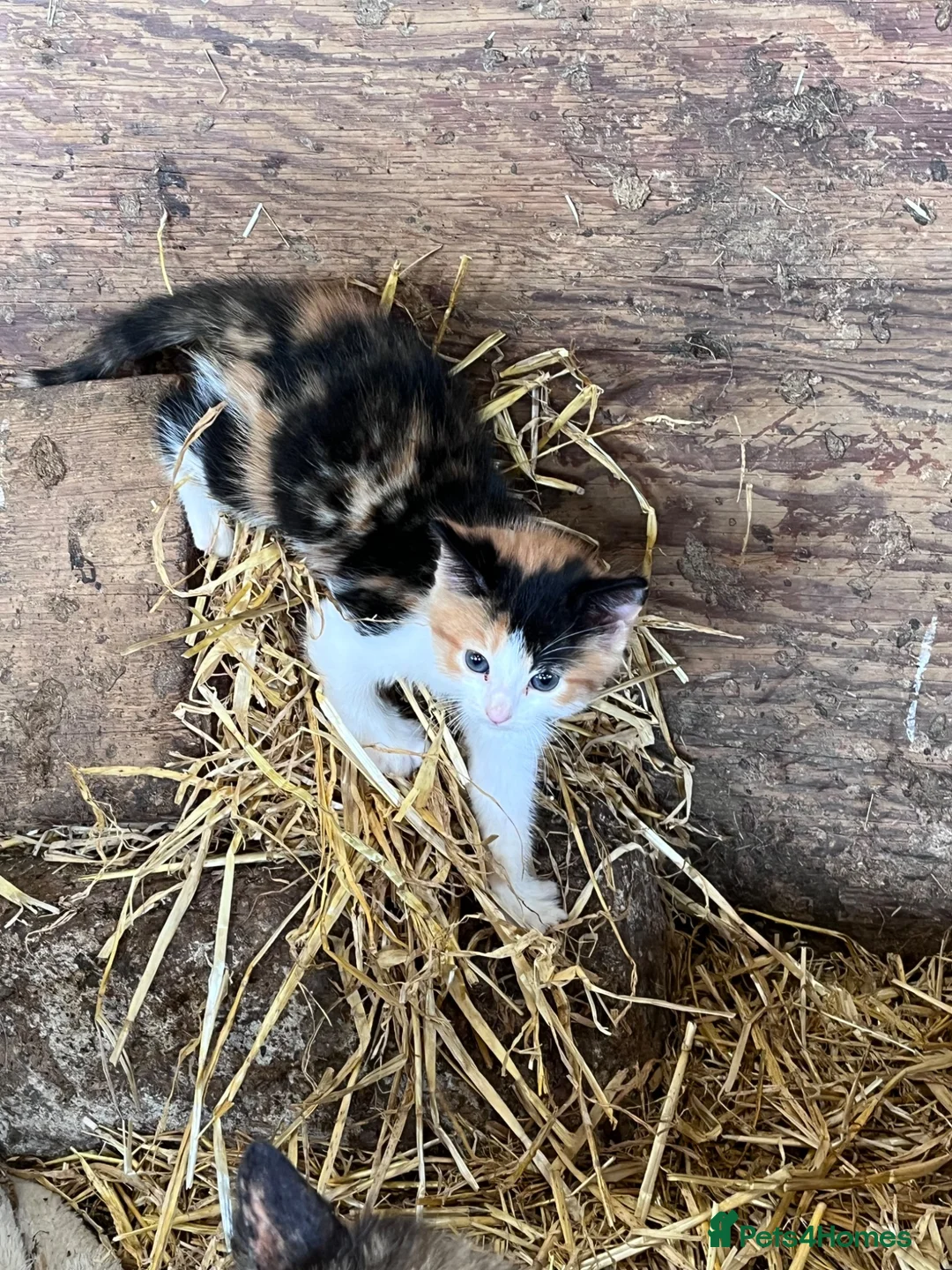 Mixed Breed cats for sale: Beautiful farm kittens for sale.  - Advert 12