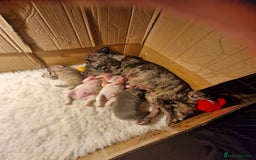 French Bulldog dogs for sale: French Bulldog Puppies - Image 14