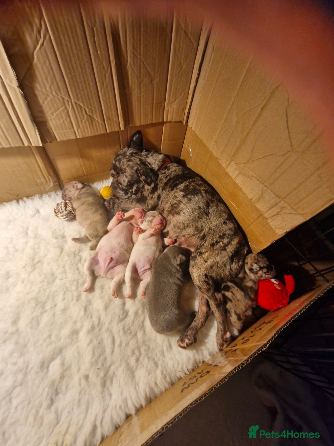 French Bulldog dogs for sale: French Bulldog Puppies - Image 14