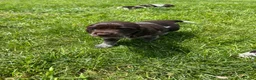 Cocker Spaniel dogs for sale: Fantastic HEALTH tested KC REG show type cocker 🐶 - Advert 9