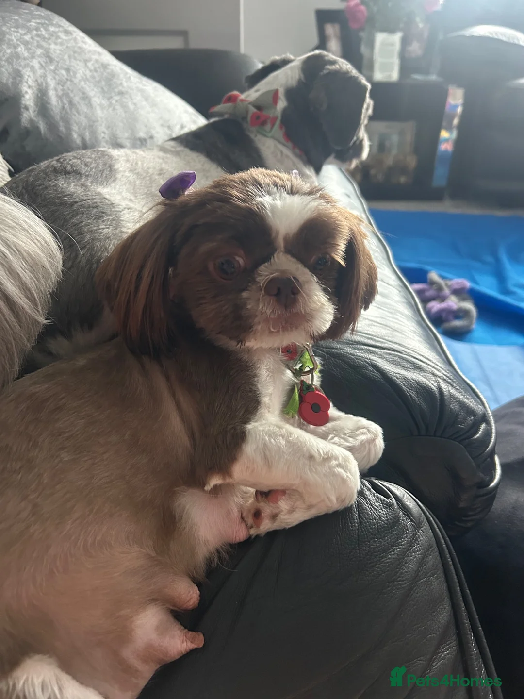Shih Tzu dogs for sale: Chocolate Imperial Shihtzu Male - Advert 1
