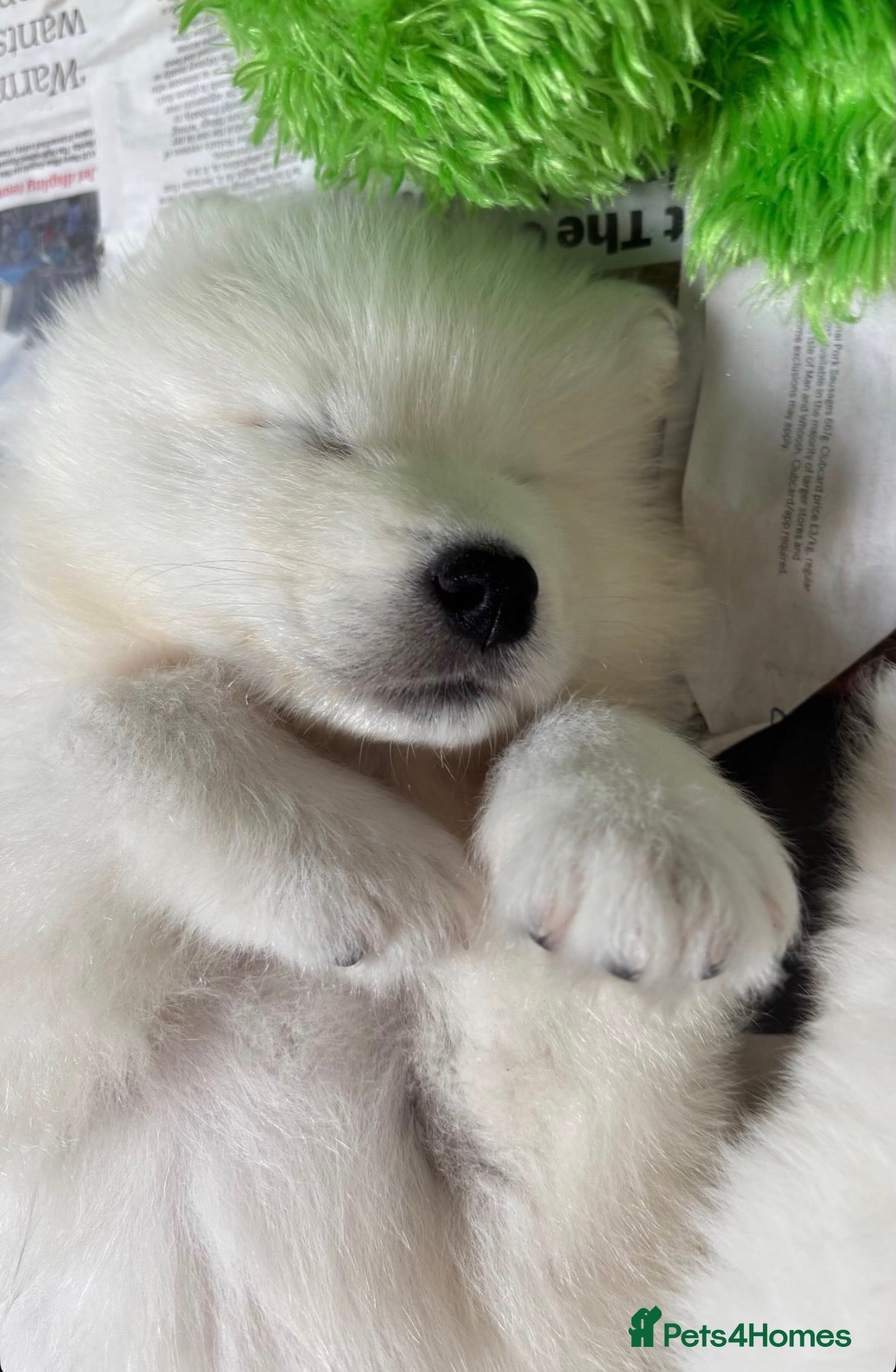 Samoyed dogs 🐾Quality Samoyed Puppies🤍KC Registered⭐️ - Advert 2