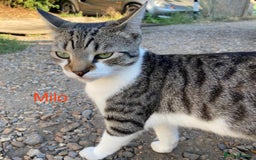 Mixed Breed cats for adoption: 7-8 month male looking for his own home - Image 1