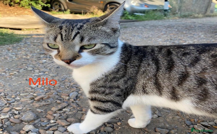 Mixed Breed cats - Advert 13