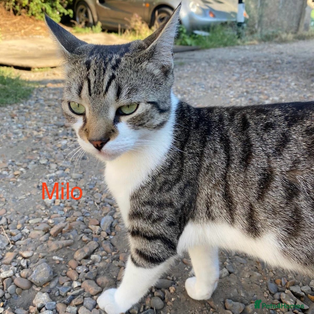 Mixed Breed cats for adoption: 7-8 month male looking for his own home - Image 1