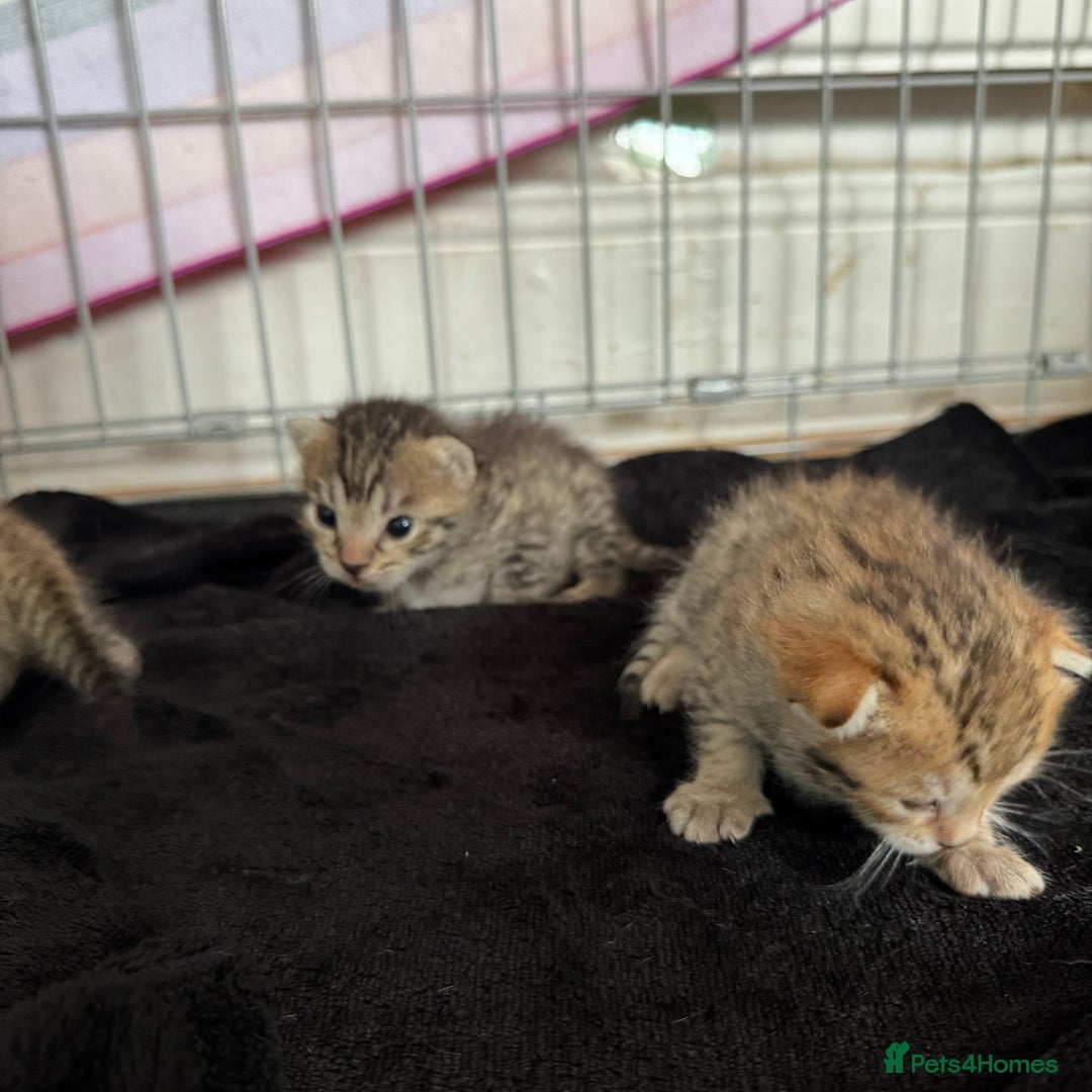 Savannah cats for sale: Stunning Savannah Kittens - Image 15