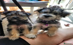 Morkie dogs for sale: Yorkie dominant small Morkies - Image 7