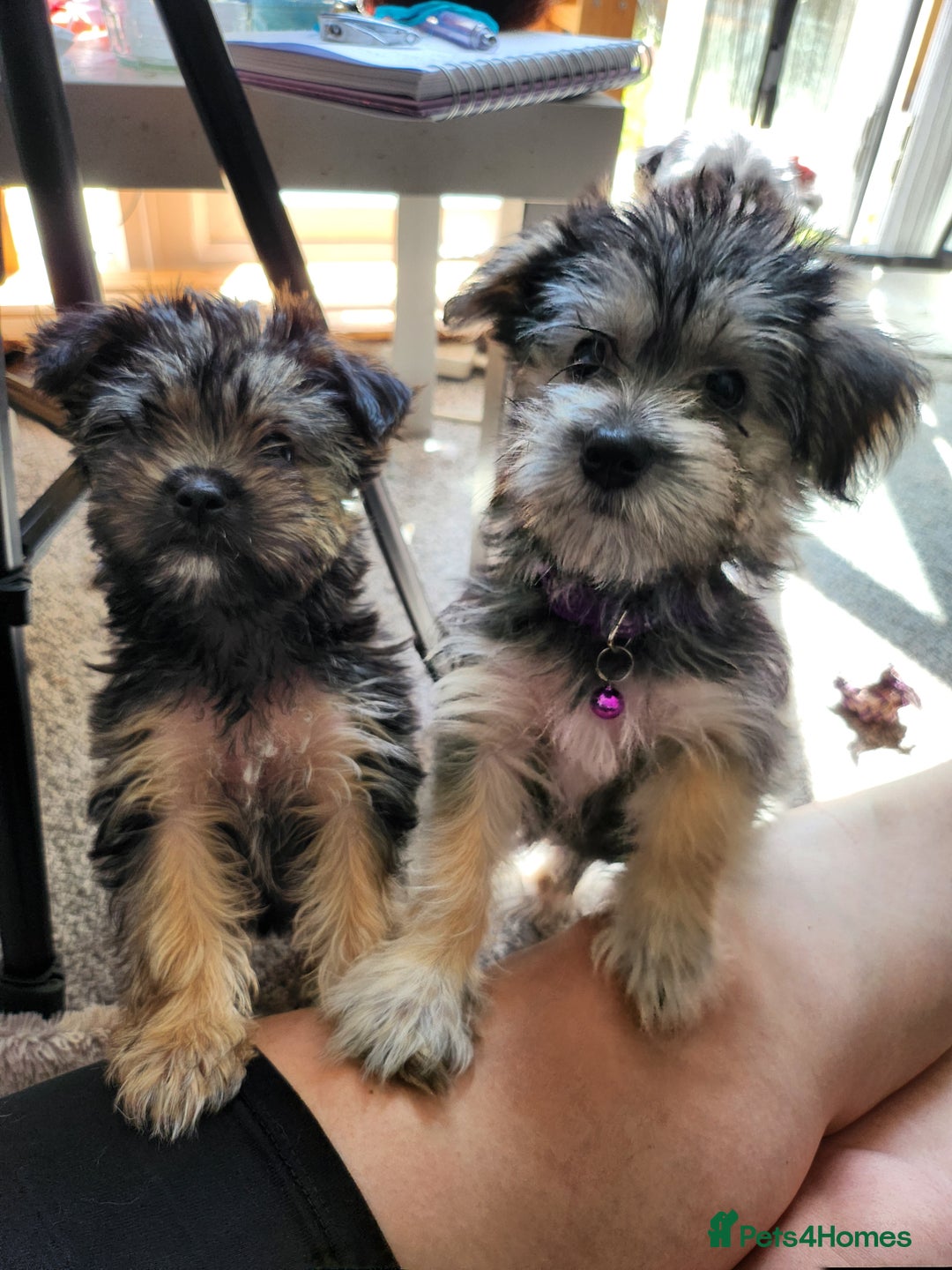 Morkie dogs for sale: Yorkie dominant small Morkies - Image 7