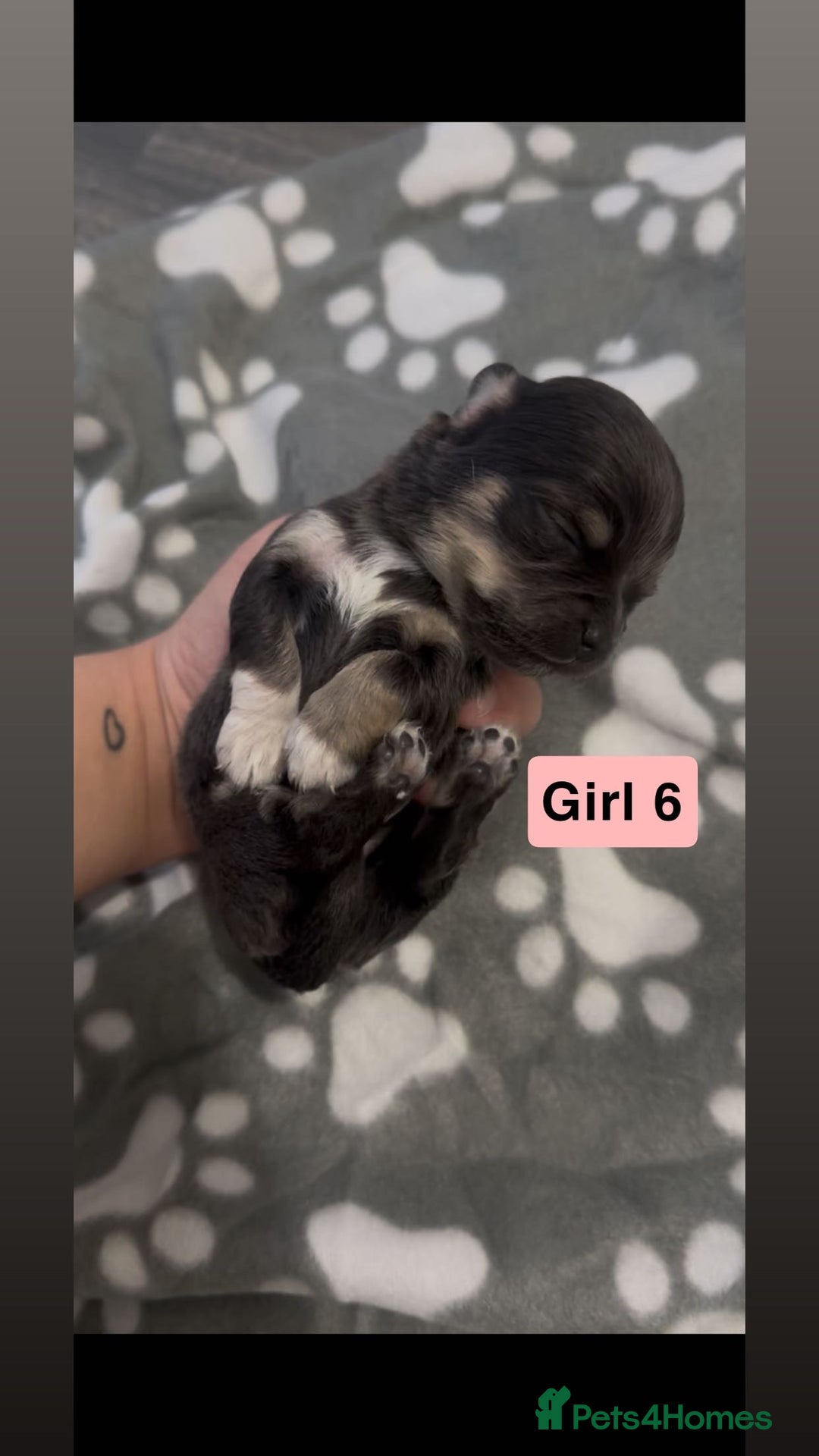 Chihuahua dogs for sale: X7 chihuahua puppies  - Image 13