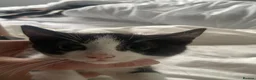 Mixed Breed cats for sale: 2 different litters - Advert 7