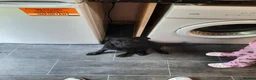 Labrador Retriever dogs for sale: With heavy heart - Advert 3