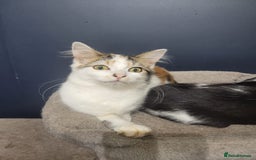 Mixed Breed cats for sale: Beautiful mixed kittens with mixed ages! - Image 7