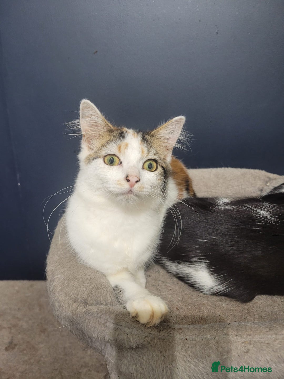 Mixed Breed cats for sale: Beautiful mixed kittens with mixed ages! - Image 7