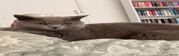 British Shorthair cats for sale: My 2 loving boys. - Advert 3