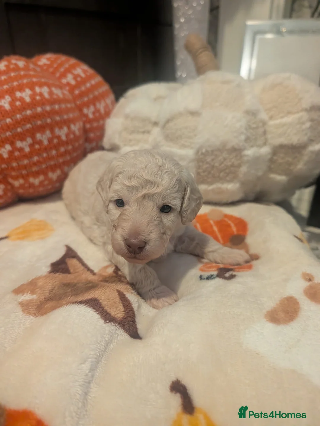 Toy Poodle dogs for sale: TOY POODLE PUPPIES FOR SALE  - Advert 5