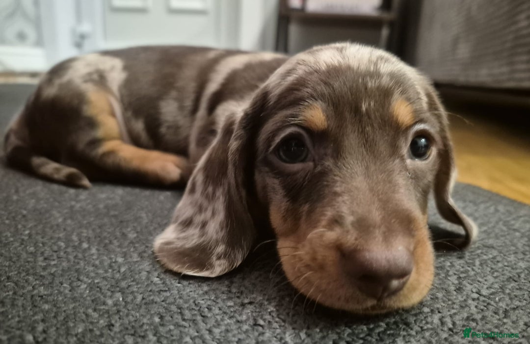 Miniature Dachshund dogs for sale: Miniature Dachshund Pups Looking for Loving Homes - Image 3