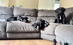 Mixed Breed dogs for sale: Spangold retrievers in Stourport-on-Severn - Image 24