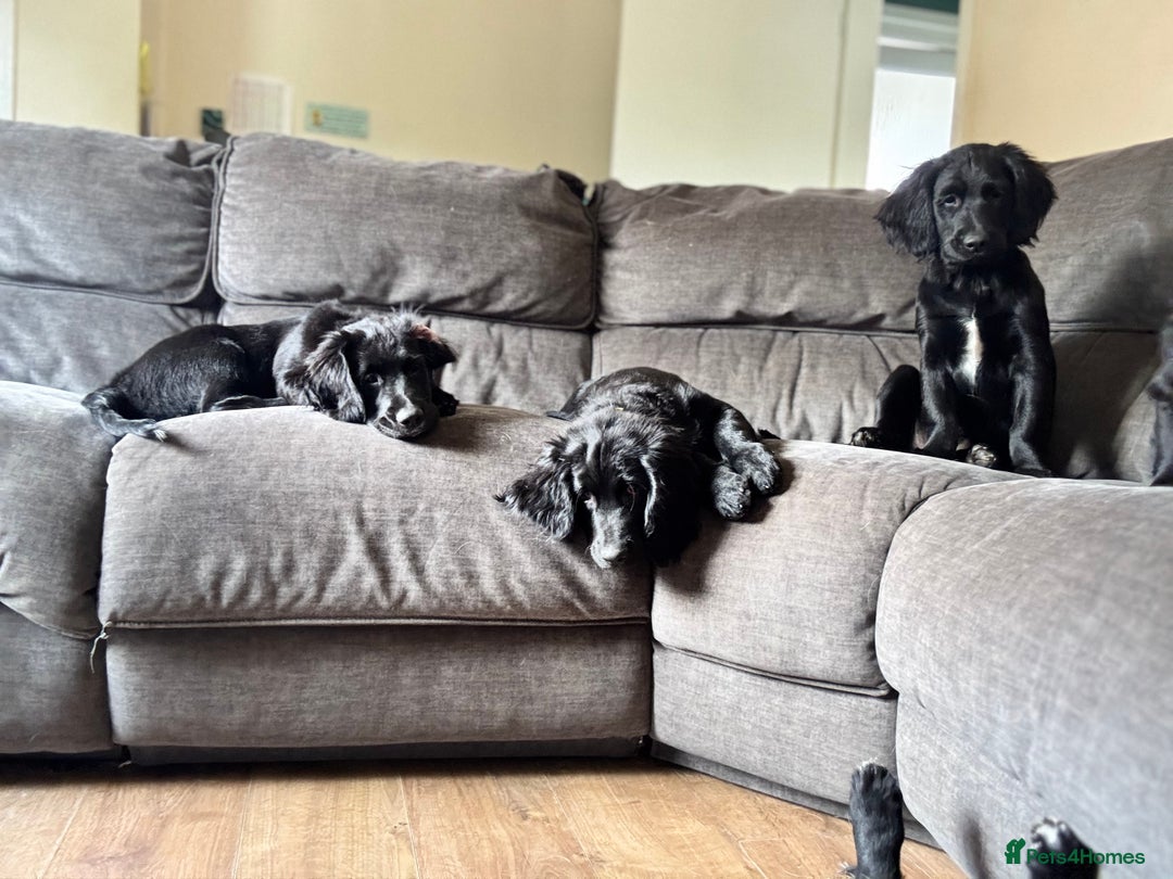 Mixed Breed dogs for sale: Spangold retrievers in Stourport-on-Severn - Image 24