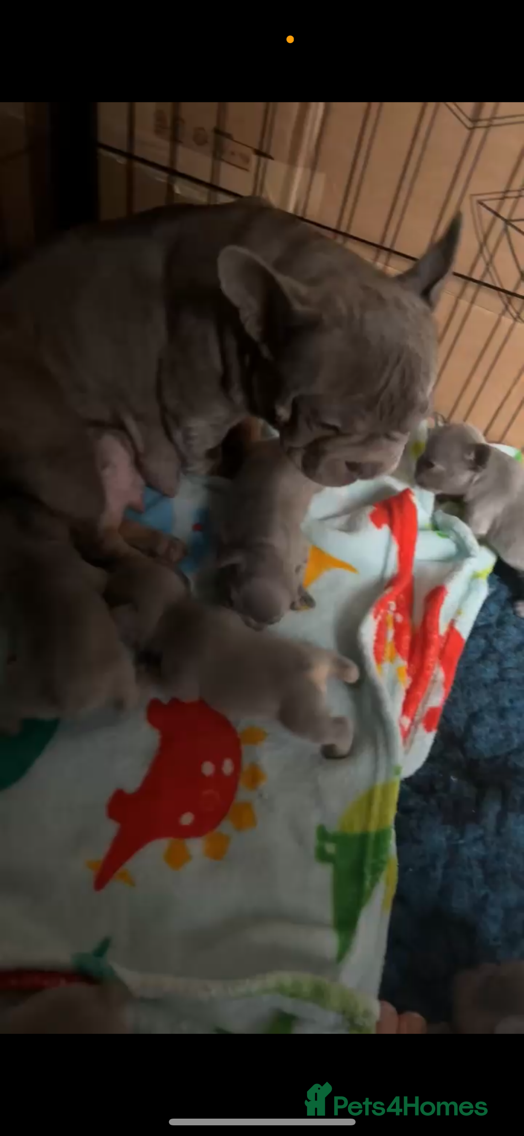 French Bulldog dogs for sale: Micro Frenchie Puppies – KC Registered - Image 25