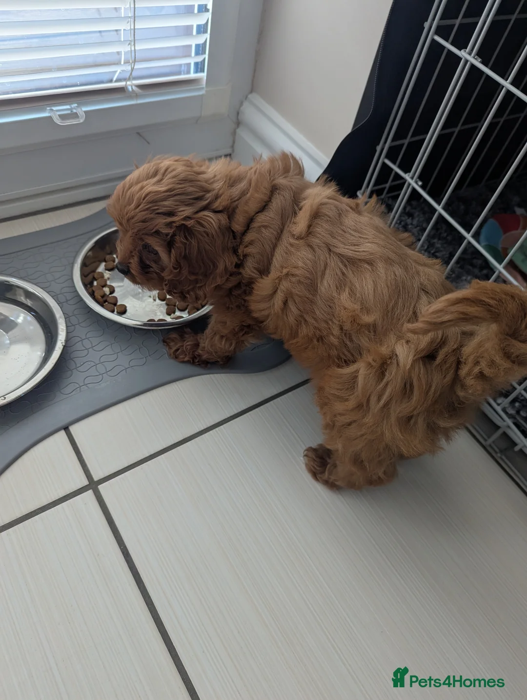 Cavapoo dogs for sale: Red F1 Cavapoo - Advert 3