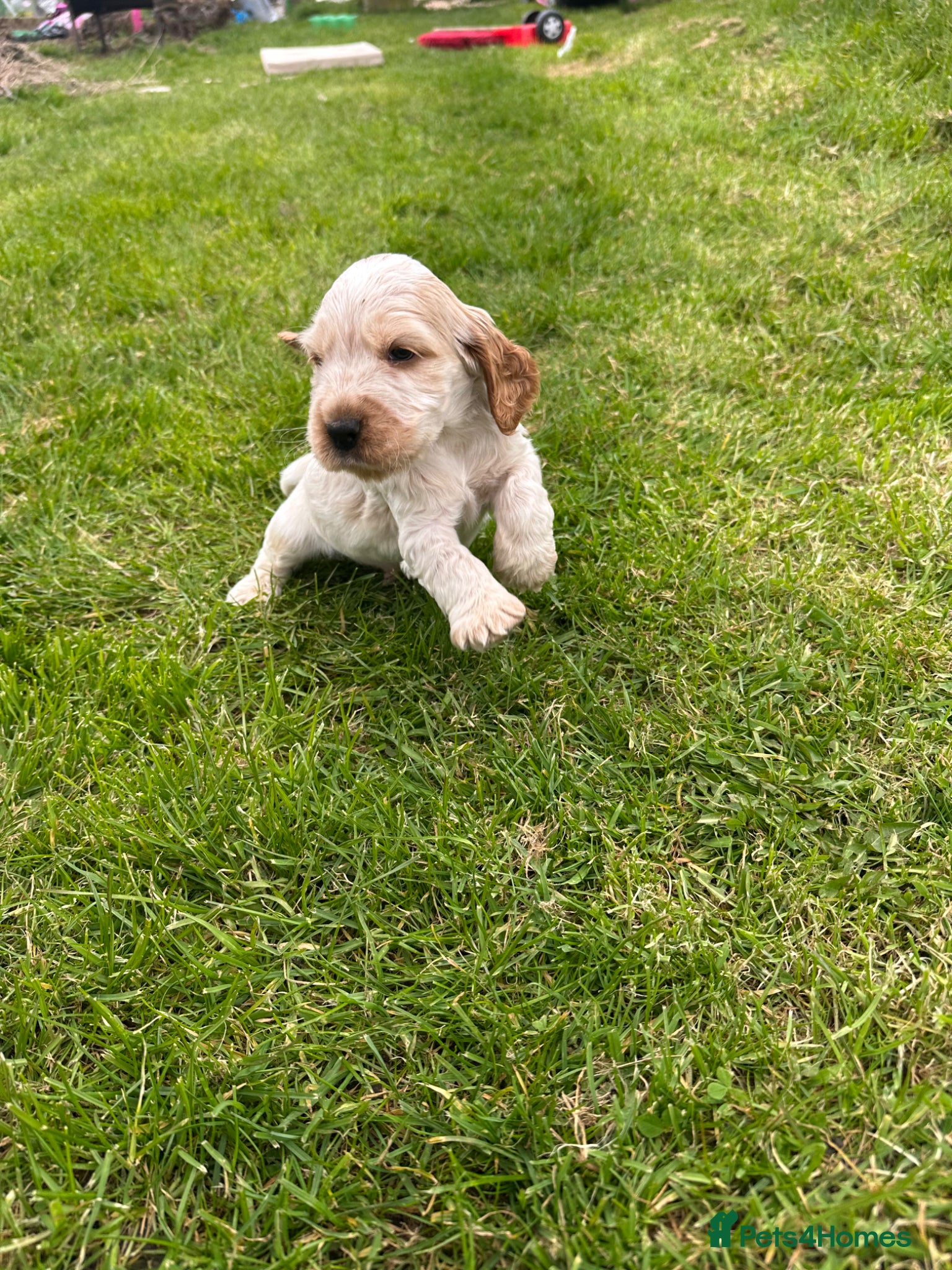 Cocker Spaniel dogs Health tested pure show cocker spaniels  - Advert 2