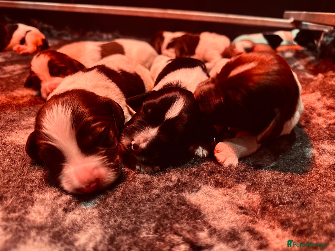 English Springer Spaniel dogs for sale: KC English Springer Spaniels  - Advert 12