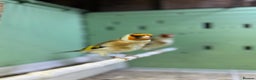 Finches birds for sale: Siberian goldfinches  - Advert 8