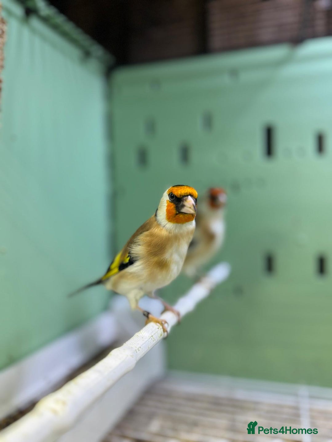 Finches birds for sale: Siberian goldfinches  - Advert 8