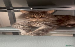 Maine Coon cats for stud: HUGE TICA Active Championship male stud - Image 3