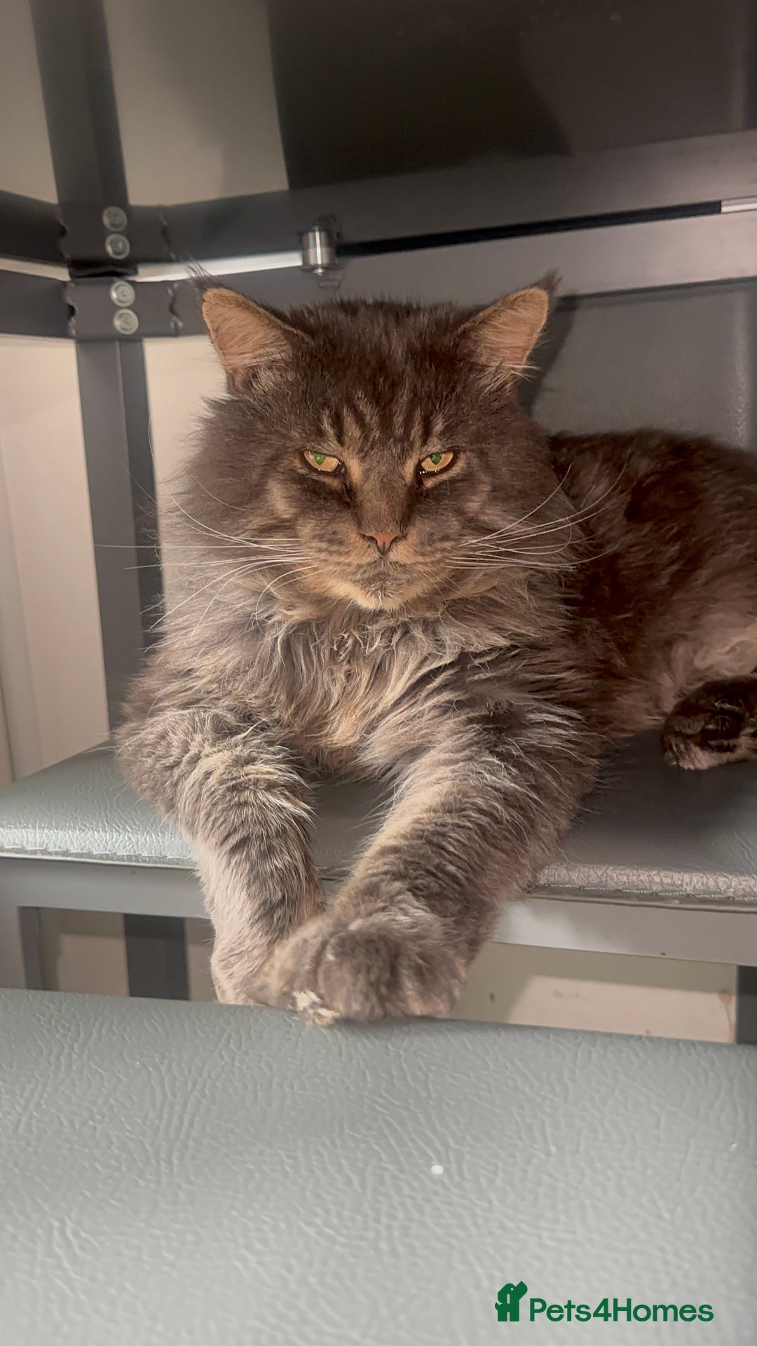 Maine Coon cats for stud: HUGE TICA Active Championship male stud - Image 3