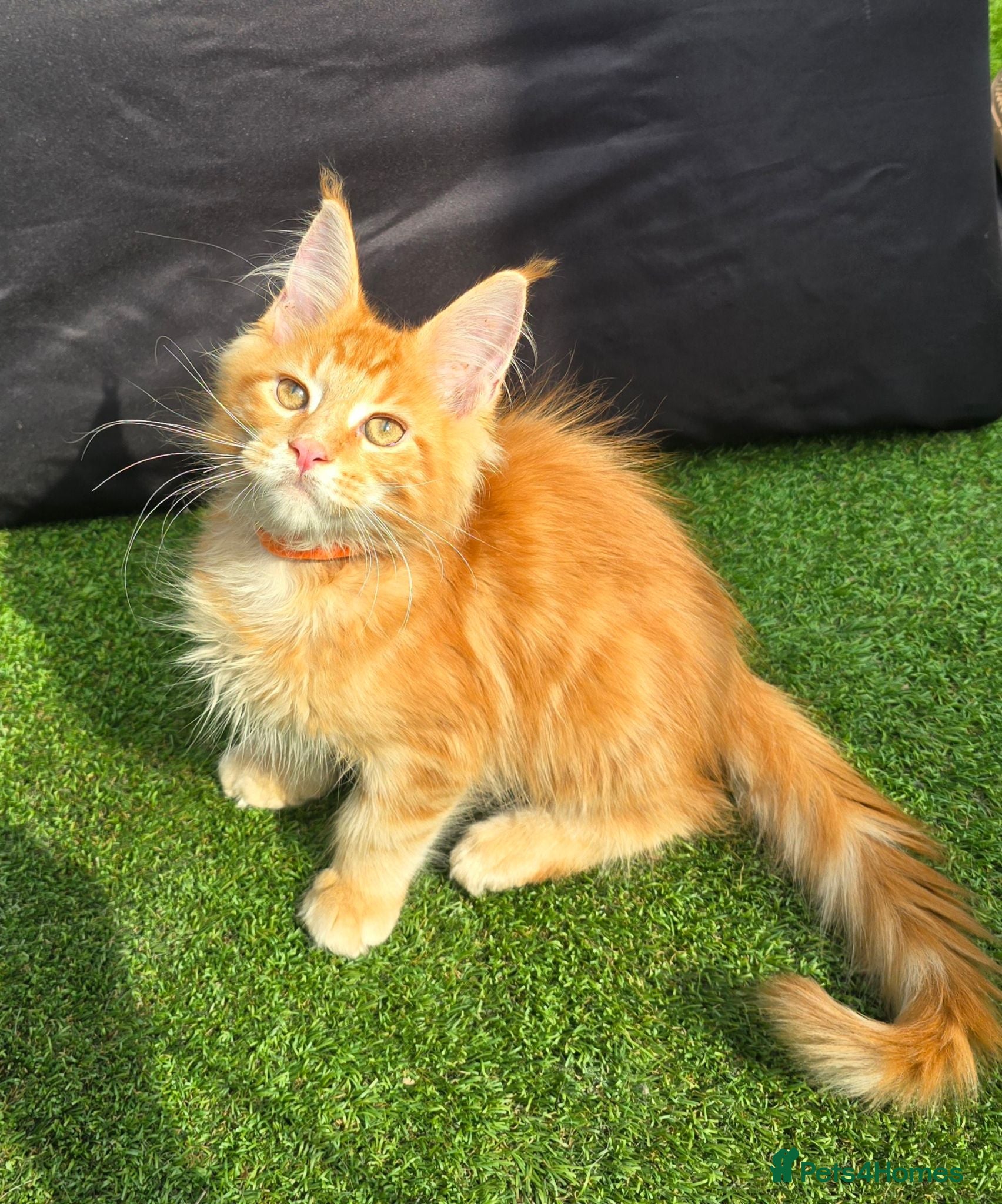 Maine Coon cats Tica MaineCoon  - Advert 9