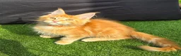 Maine Coon cats for sale: Last Boy Ready now Tica MaineCoon  - Advert 5