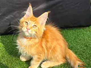 Maine Coon cats Tica MaineCoon - Advert 1