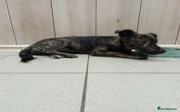 Mixed Breed dogs for adoption: 💙🐶 MILO 🐶💙 - Image 15